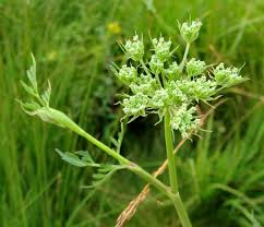 Attēlu rezultāti vaicājumam “Peucedanum palustre”