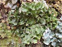 Attēlu rezultāti vaicājumam “Pleurosticta acetabulum”