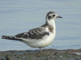 Attēlu rezultāti vaicājumam “Larus minutus adult”