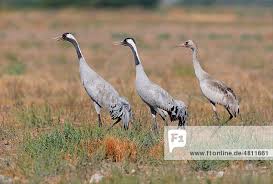 Attēlu rezultāti vaicājumam “Grus grus adult”