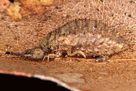 Attēlu rezultāti vaicājumam “Myrmeleontidae larva”