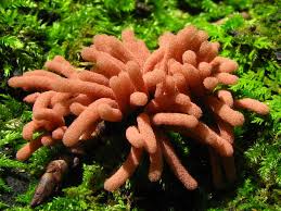 Attēlu rezultāti vaicājumam “Heterotrichia oerstedii (syn. Arcyria oerstedii) young”