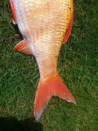 Attēlu rezultāti vaicājumam “Leuciscus idus”