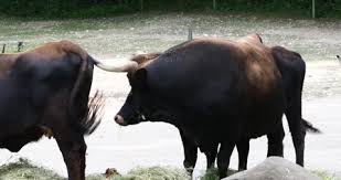 Attēlu rezultāti vaicājumam “Bos primigenius taurus”