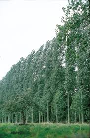 Attēlu rezultāti vaicājumam “Populus x canadensis fruit”