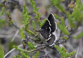 Attēlu rezultāti vaicājumam “Polypogon tentacularius”