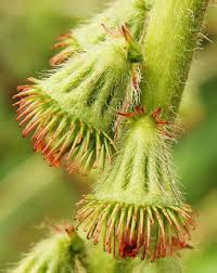 Attēlu rezultāti vaicājumam “Agrimonia eupatoria fruit”