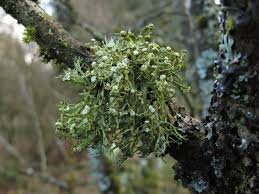 Attēlu rezultāti vaicājumam “Ramalina calicaris”
