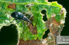 Attēlu rezultāti vaicājumam “Apionidae”