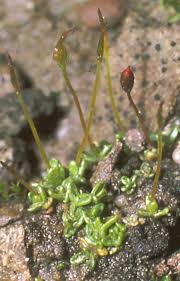 Attēlu rezultāti vaicājumam “Aloina rigida”