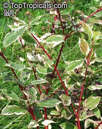 Attēlu rezultāti vaicājumam “Cornus alba”