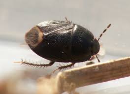 Attēlu rezultāti vaicājumam “Cydnidae”