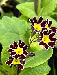 Image result for Primula elatior