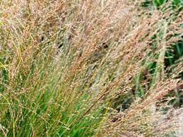 Attēlu rezultāti vaicājumam “Molinia caerulea flower”