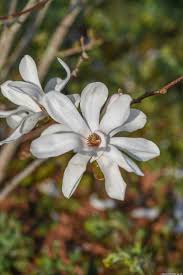 Attēlu rezultāti vaicājumam “Magnolia x loebneri flower”