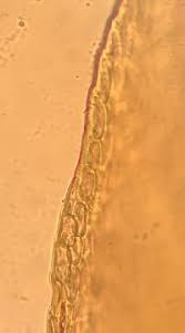 Attēlu rezultāti vaicājumam “Hypnum cupressiforme var. lacunosum sporophyte”