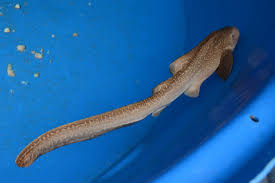 Image result for Stegostoma tigrinum