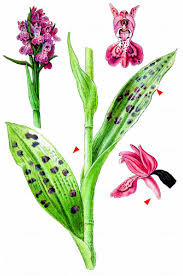 Attēlu rezultāti vaicājumam “Dactylorhiza majalis subsp. baltica flower”