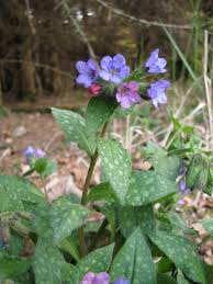 Image result for Lungenkraut