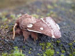 Attēlu rezultāti vaicājumam “Eriogaster lanestris”