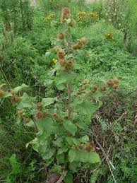 Attēlu rezultāti vaicājumam “Arctium lappa leaf”