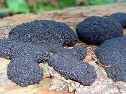 Attēlu rezultāti vaicājumam “Lindbladia tubulina”