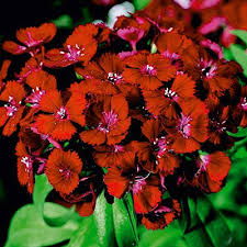 Image result for Dianthus barbatus