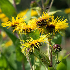 Attēlu rezultāti vaicājumam “Ligularia sibirica flower”