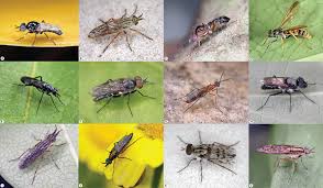 Attēlu rezultāti vaicājumam “Therevidae”