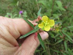 Attēlu rezultāti vaicājumam “Onagraceae”