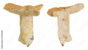 Attēlu rezultāti vaicājumam “Hydnum rufescens”