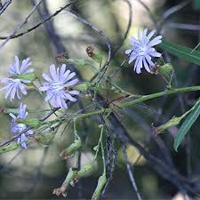 Attēlu rezultāti vaicājumam “Lactuca tatarica bud”