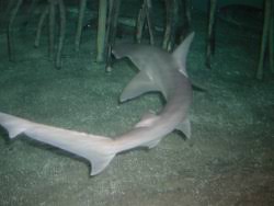 Image result for Sphyrna corona