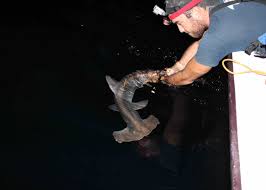 Image result for Sphyrna lewini