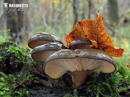 Attēlu rezultāti vaicājumam “Panellus serotinus”