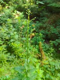 Attēlu rezultāti vaicājumam “Scrophularia nodosa leaf”