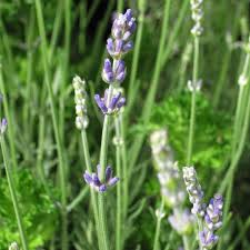 Attēlu rezultāti vaicājumam “Lavandula angustifolia leaf”