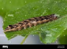 Attēlu rezultāti vaicājumam “Orthosia munda larva”