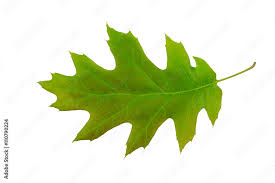 Attēlu rezultāti vaicājumam “Quercus rubra leaf”