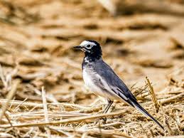 Attēlu rezultāti vaicājumam “Motacilla alba adult”