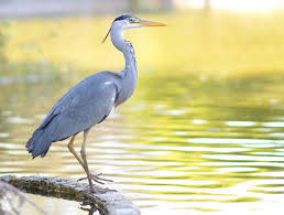Image result for heron