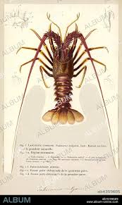 Image result for Palinurus elephas