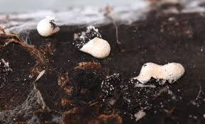 Attēlu rezultāti vaicājumam “Badhamia capsulifera sessile”