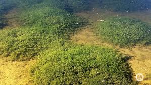 Attēlu rezultāti vaicājumam “Chara aspera male”