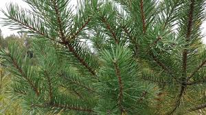 Attēlu rezultāti vaicājumam “Pinus sylvestris”