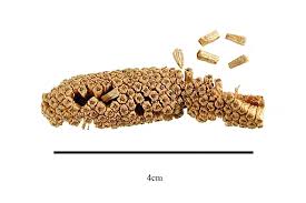 Attēlu rezultāti vaicājumam “Acorus calamus fruit”