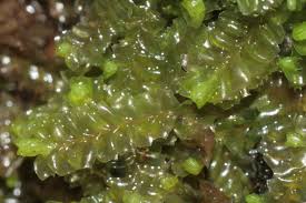 Attēlu rezultāti vaicājumam “Leiocolea collaris”