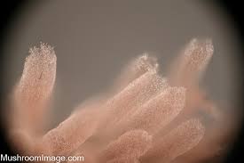 Attēlu rezultāti vaicājumam “Stemonaria irregularis stalked”