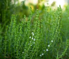 Image result for Bohnenkraut