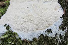 Attēlu rezultāti vaicājumam “Fuligo septica var. candida spores”